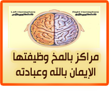 مراكز بالمخ